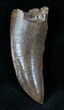 Nanotyrannus Tooth - Montana #13146-4